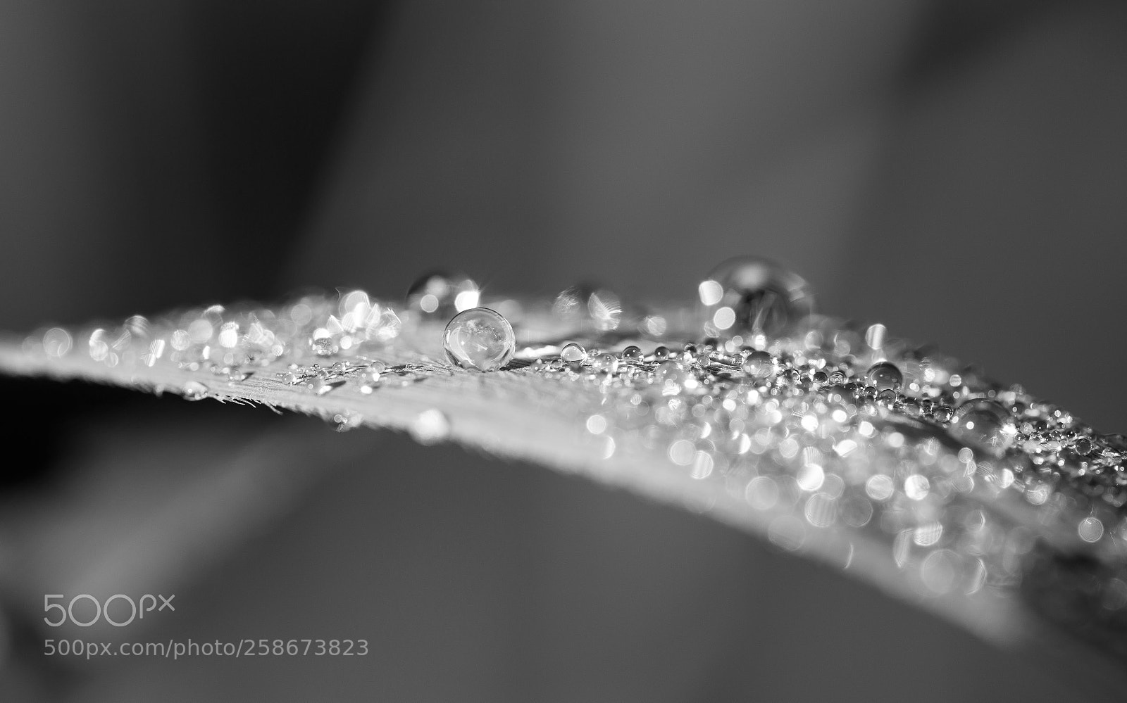 Canon EOS 6D sample photo. After the rain photography
