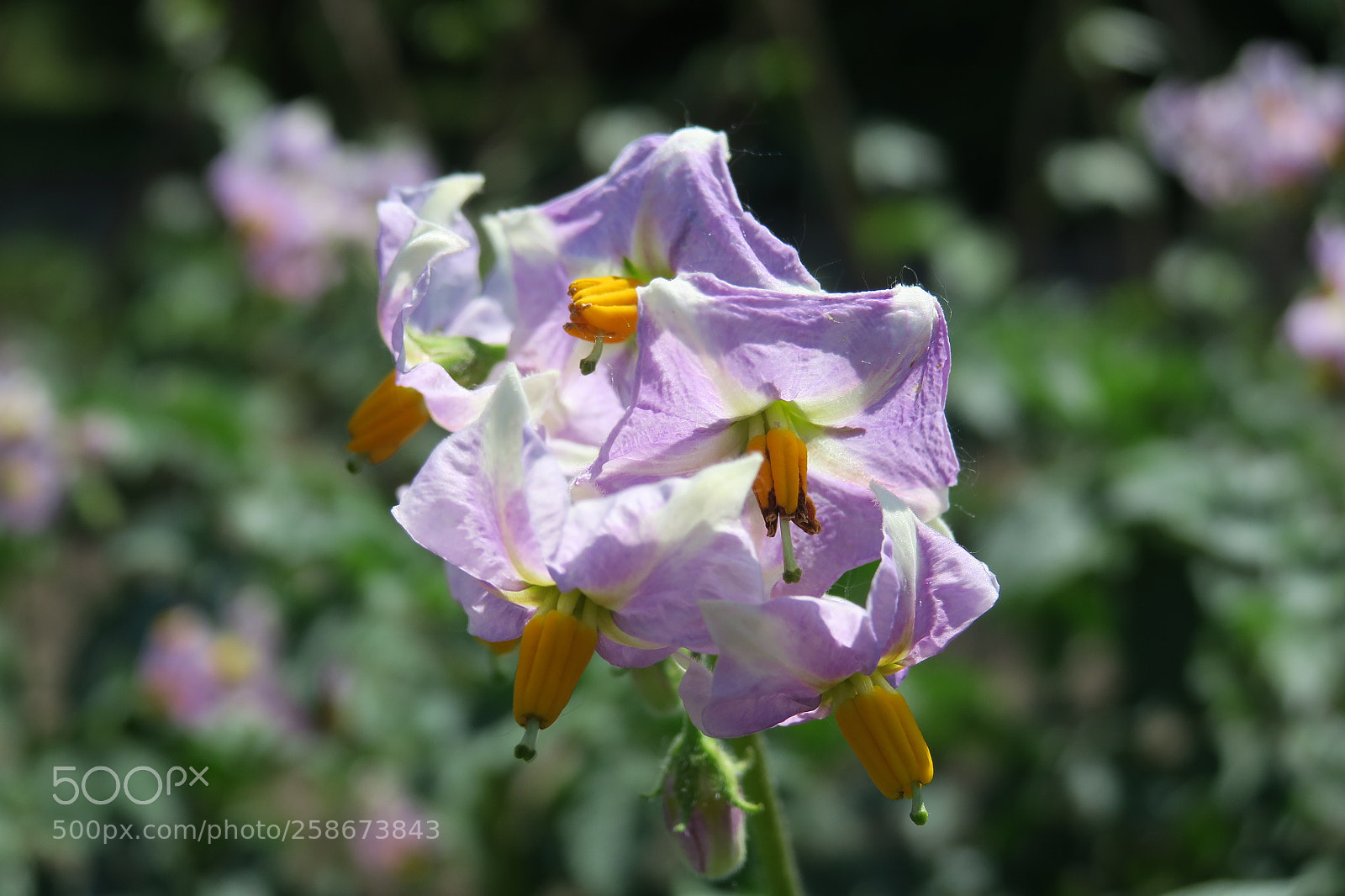 Canon PowerShot G3 X sample photo. Img red potatoes flower 5381 photography