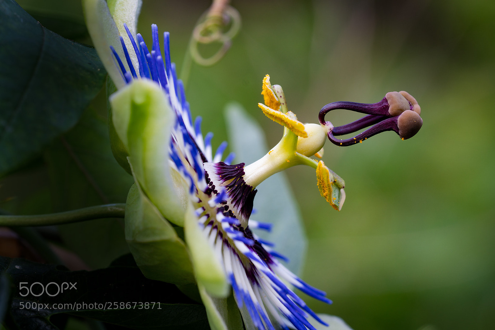 Sony a6500 sample photo. Passiflora 3 photography