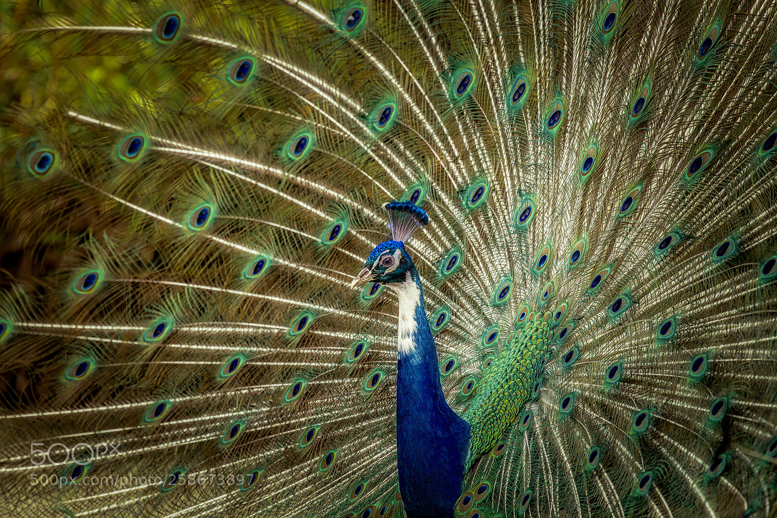 Canon EOS 6D sample photo. Majestic peacock photography