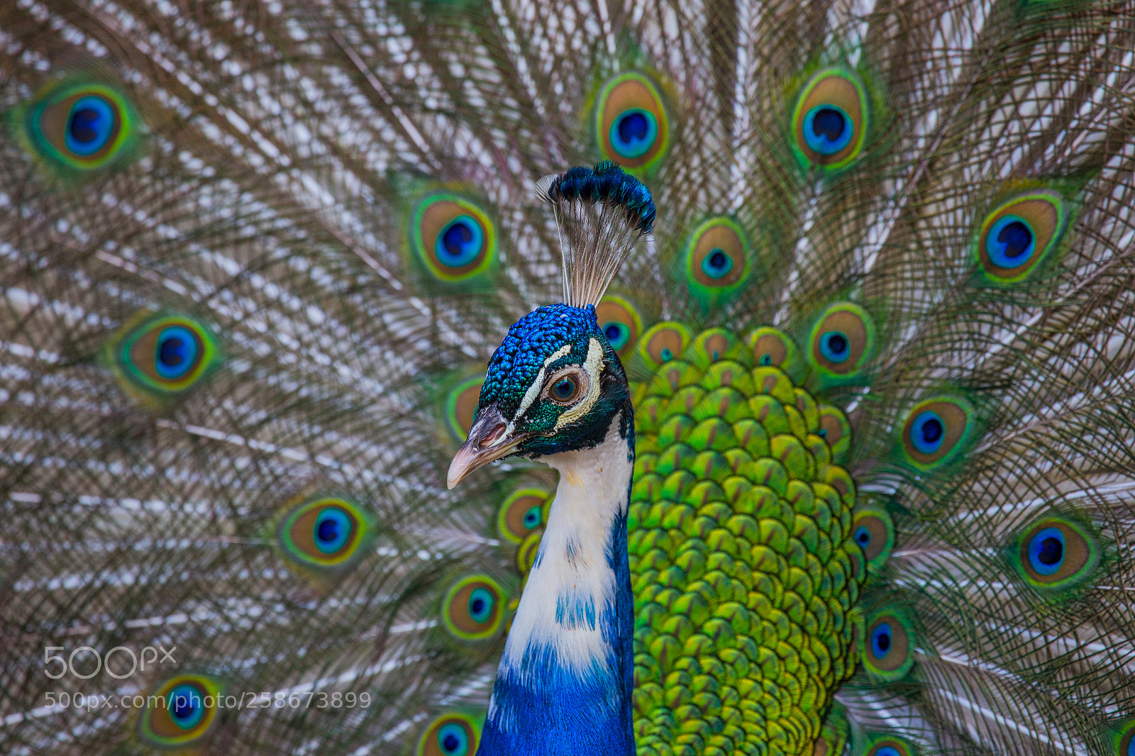 Canon EOS 6D sample photo. Peacock eyes photography