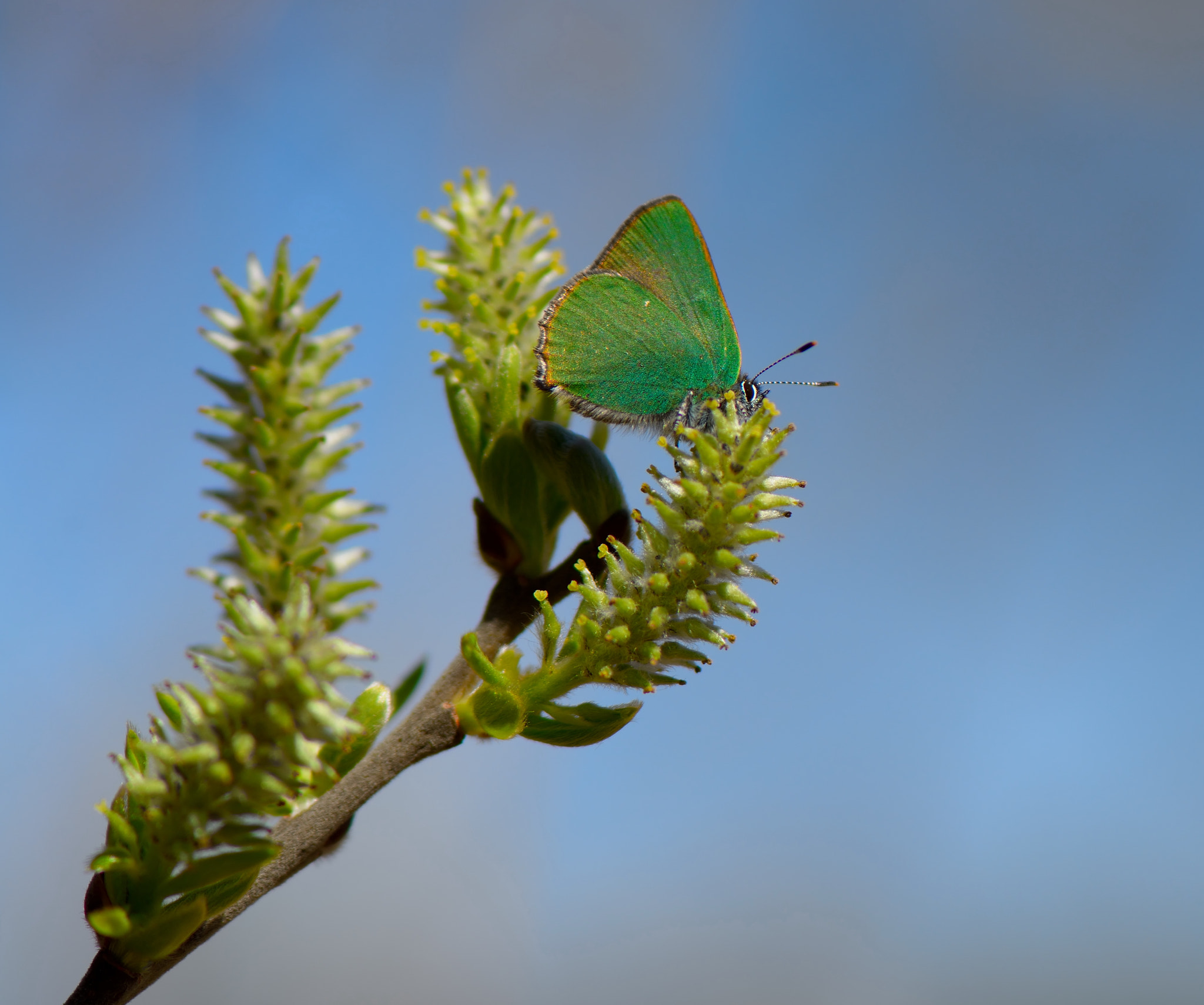 Nikon AF-S Micro-Nikkor 105mm F2.8G IF-ED VR sample photo. Callophrys rubi photography