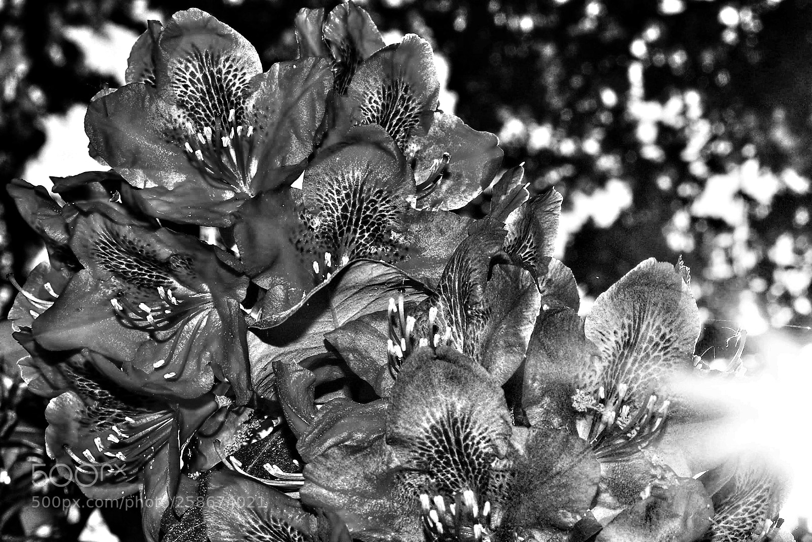 Pentax K-50 sample photo. Flowers 03 photography