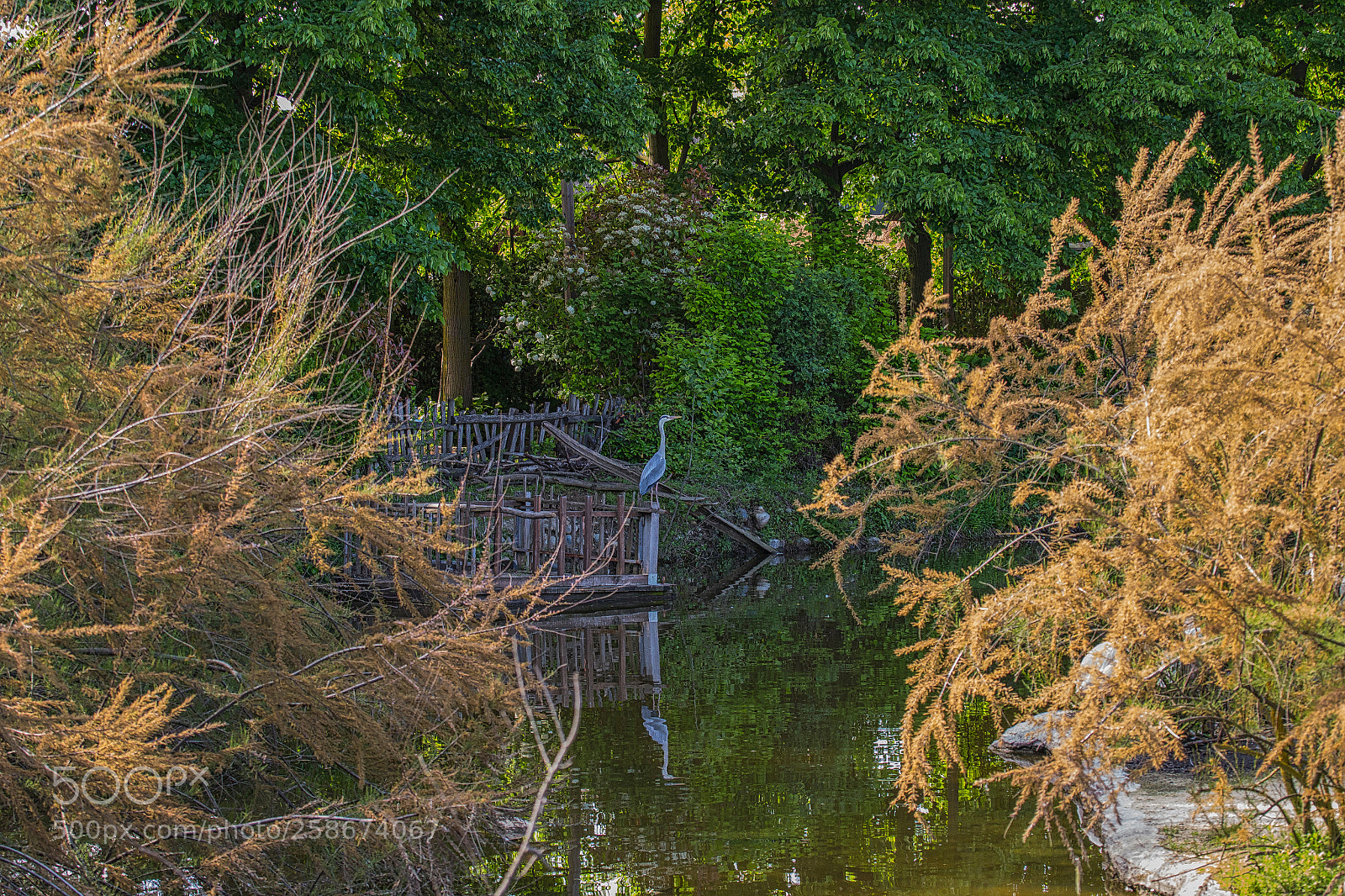 Canon EOS 6D sample photo. He heron of the photography
