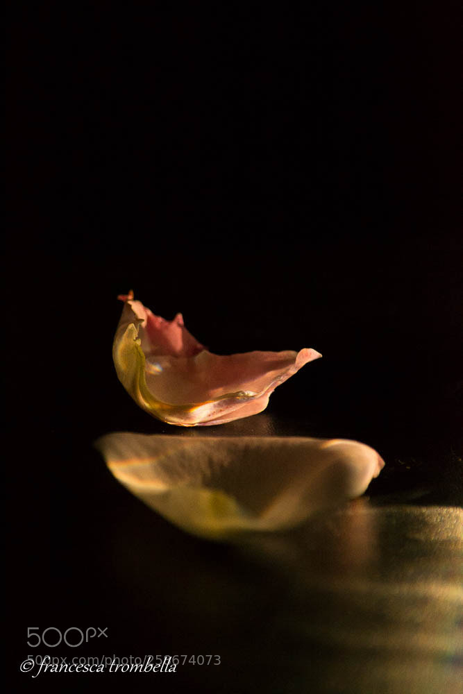 Nikon D3100 sample photo. Rose petals on the photography