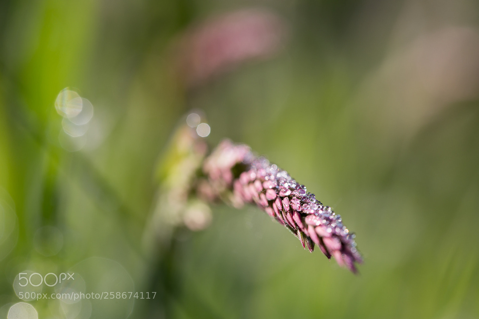 Canon EOS 6D sample photo. The beauty in the photography