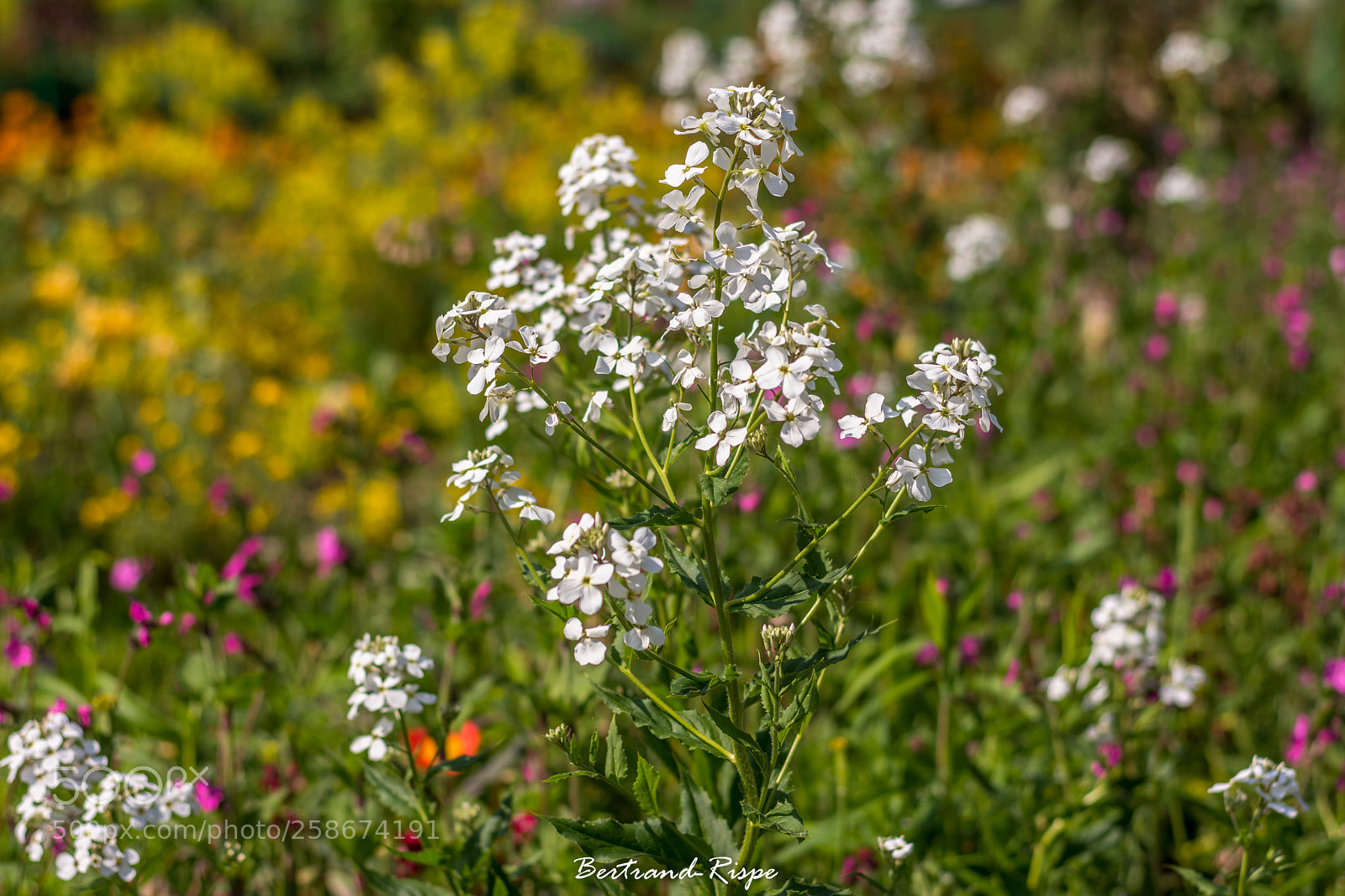 Nikon D7200 sample photo. Palette de couleurs photography