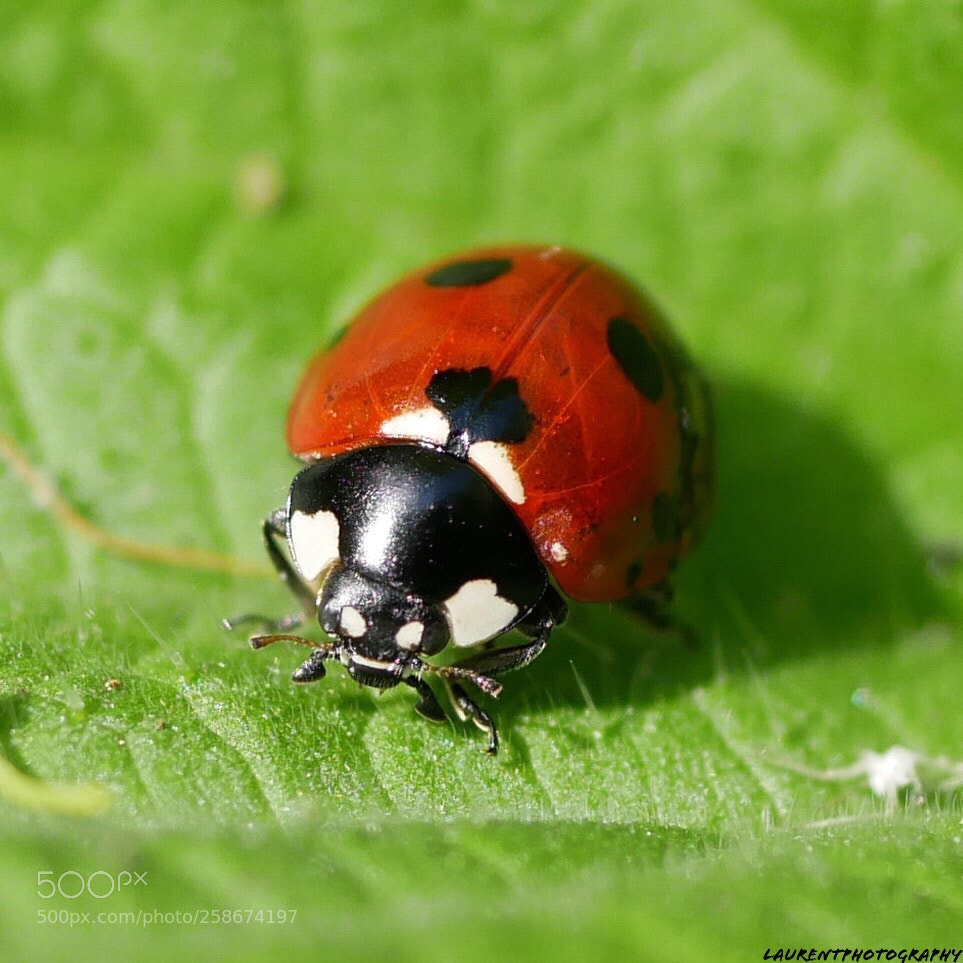 Panasonic Lumix DMC-GX85 (Lumix DMC-GX80 / Lumix DMC-GX7 Mark II) sample photo. Coccinelle  photography