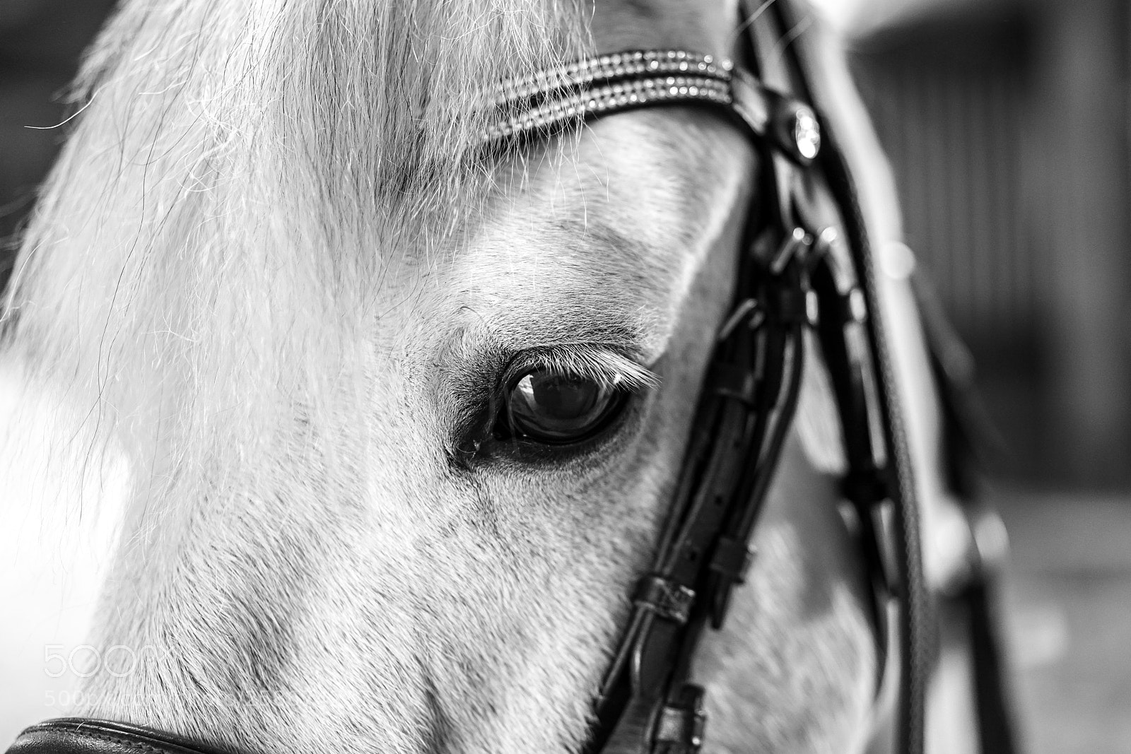 Sony a7R II sample photo. A horse named alice photography
