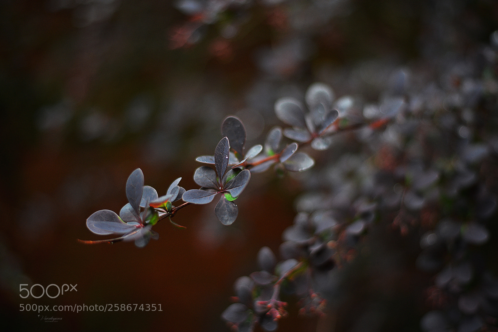 Nikon D610 sample photo. *** photography
