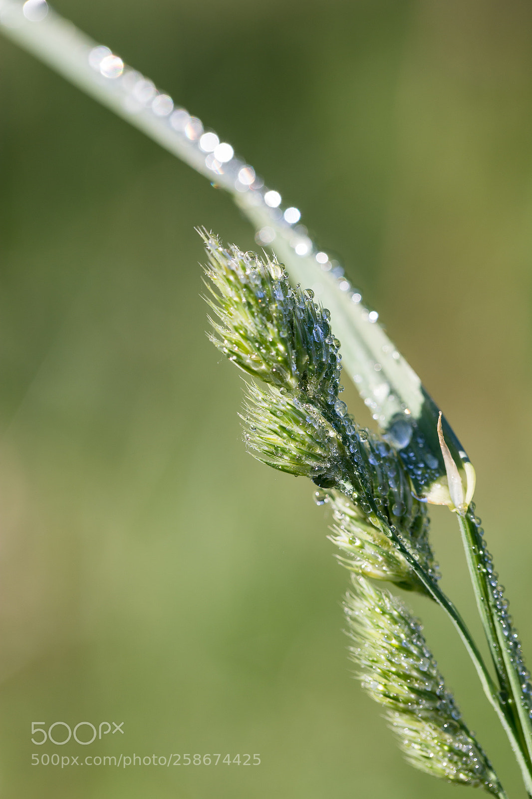 Canon EOS 6D sample photo. Green photography