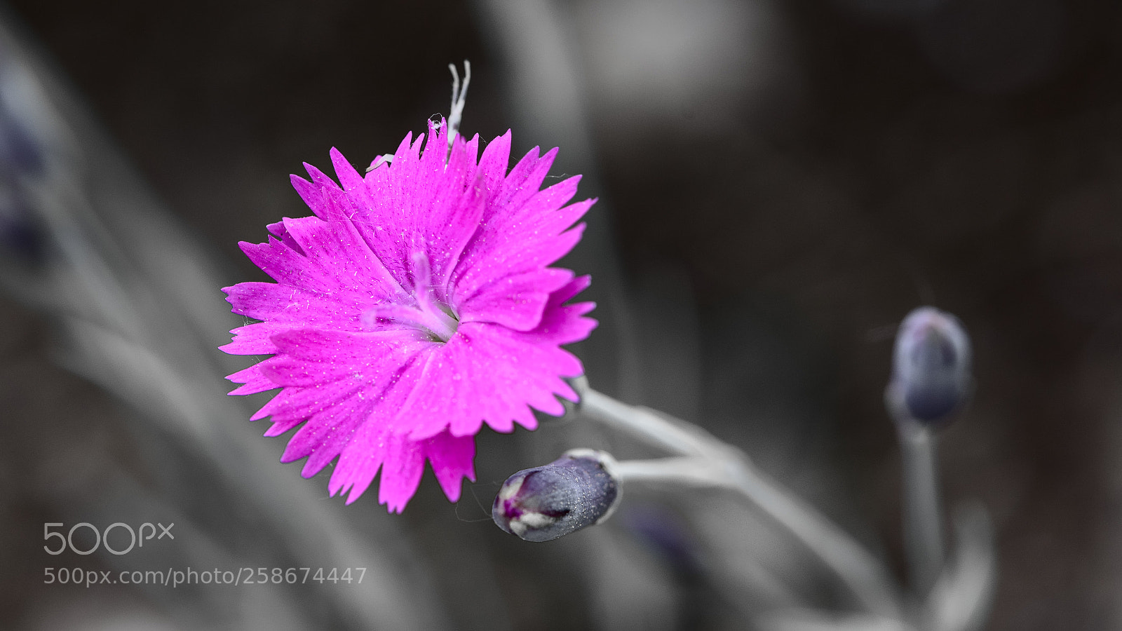 Nikon D7100 sample photo. Slightly imperfect violet photography