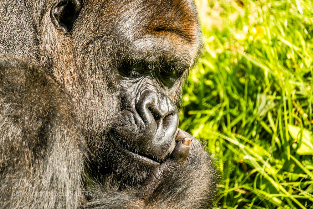 Fujifilm X-Pro2 sample photo. Gorilla photography