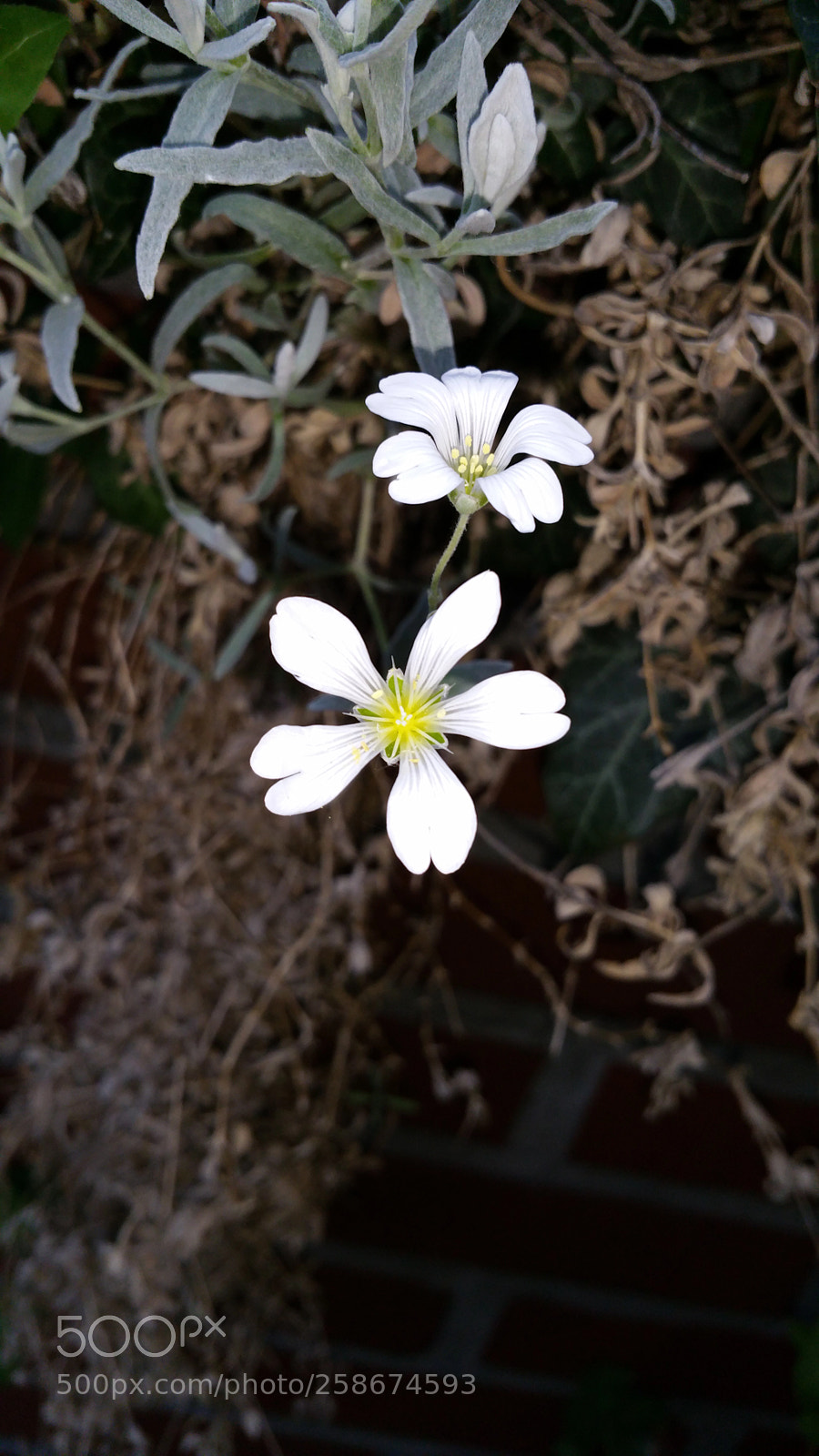 Samsung Galaxy Note4 sample photo. Untitled photography