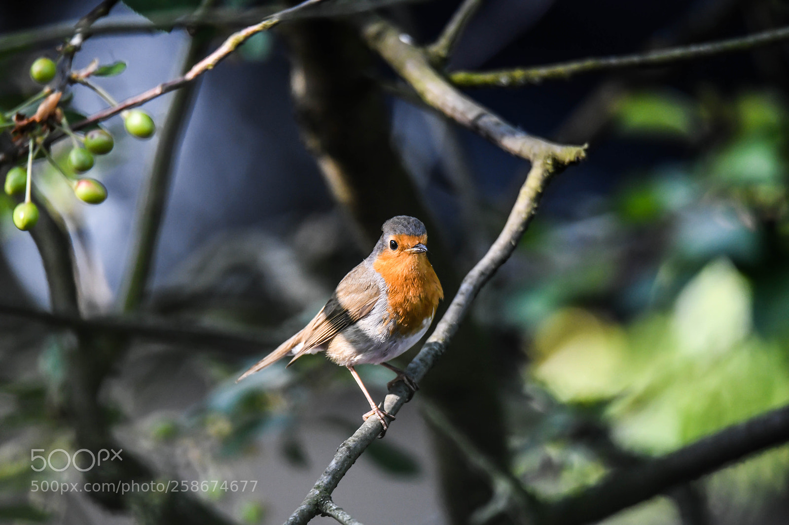 Nikon D850 sample photo. Robin redbreast... photography