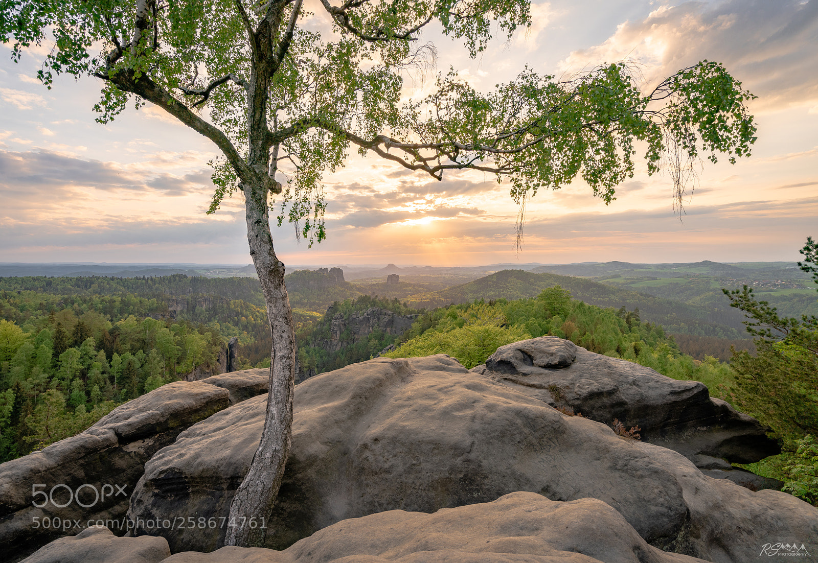Sony a7R II sample photo. Last tree standing photography