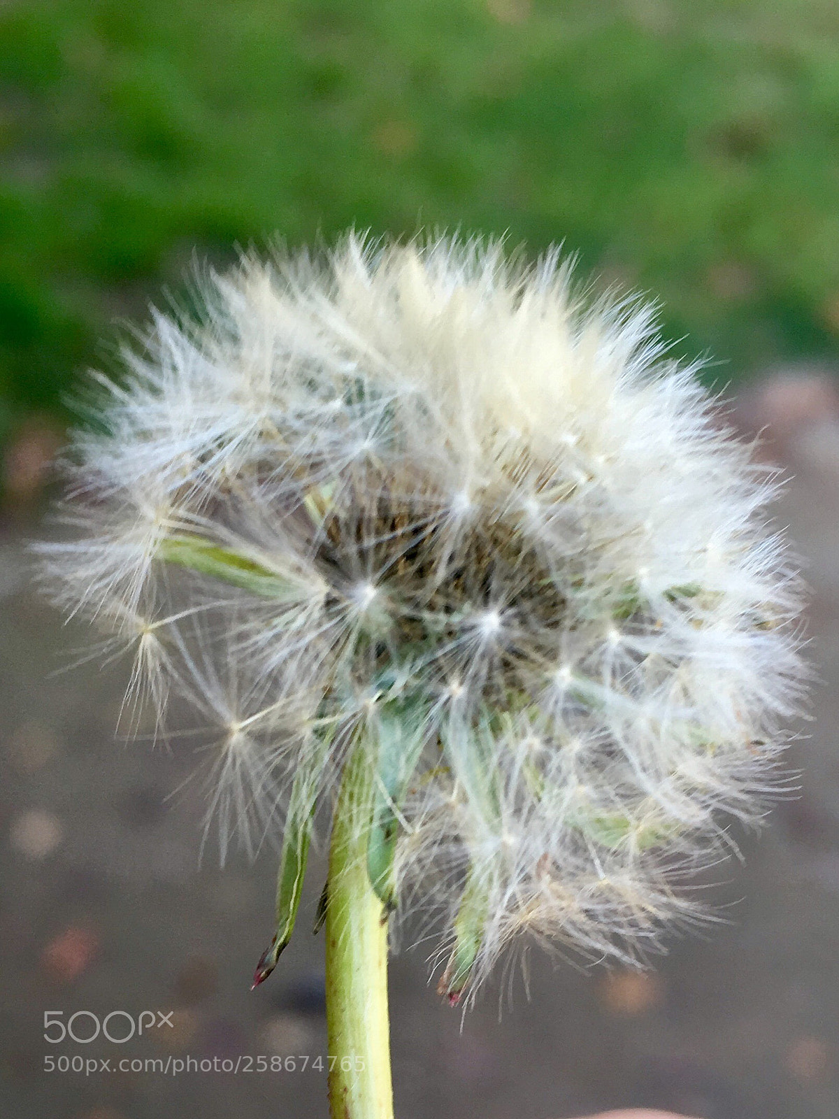 Apple iPhone SE sample photo. Untitled photography