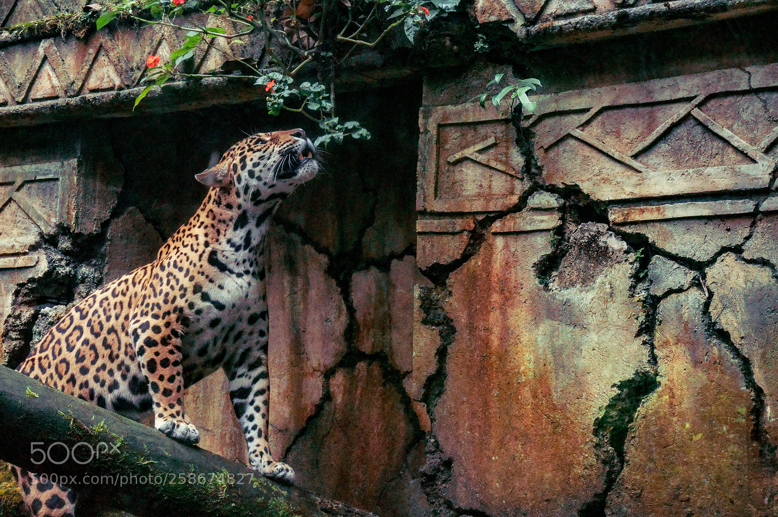 Sony Alpha a5000 (ILCE 5000) sample photo. A leopard learns lesson photography