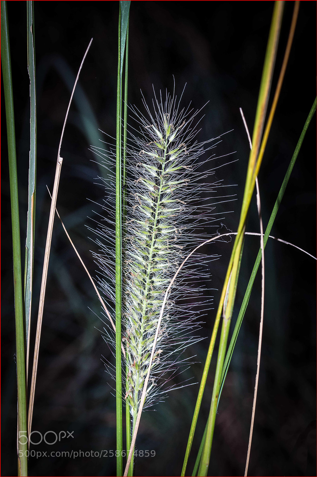 Canon EOS 80D sample photo. Soft spikes photography