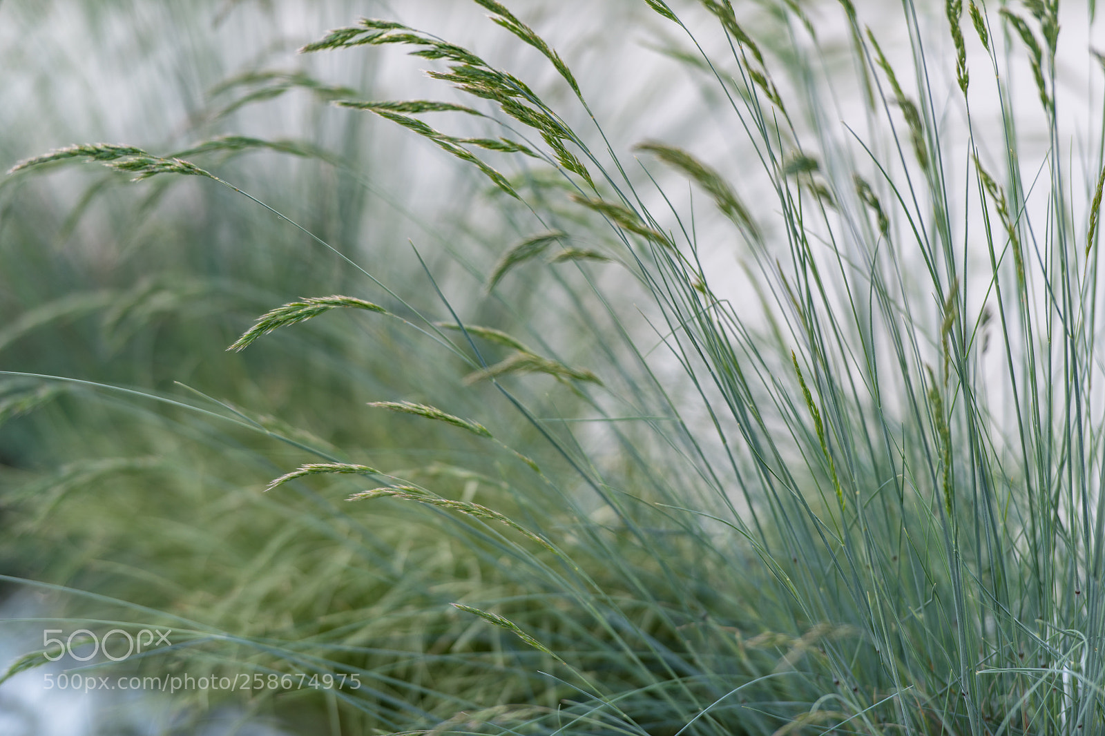 Nikon D850 sample photo. Grass photography