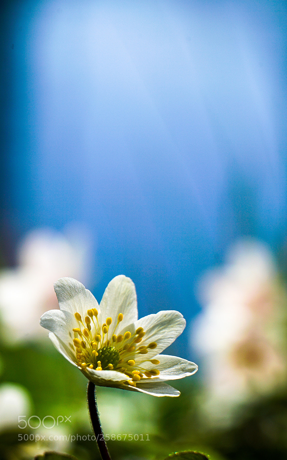 Sony a7R II sample photo. Anemone nemorosa photography