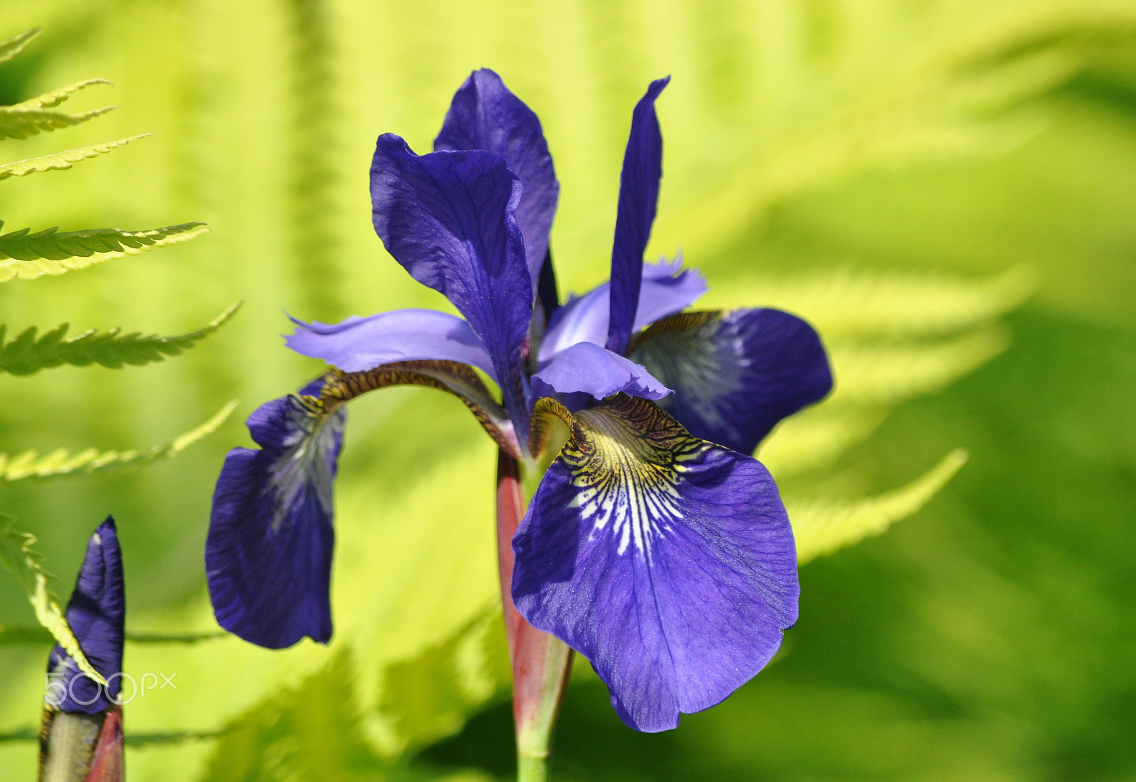 Nikon D90 sample photo. Iris photography