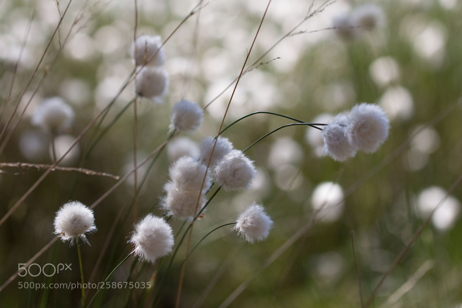 Canon EOS 700D (EOS Rebel T5i / EOS Kiss X7i) sample photo. Wollgräßer photography