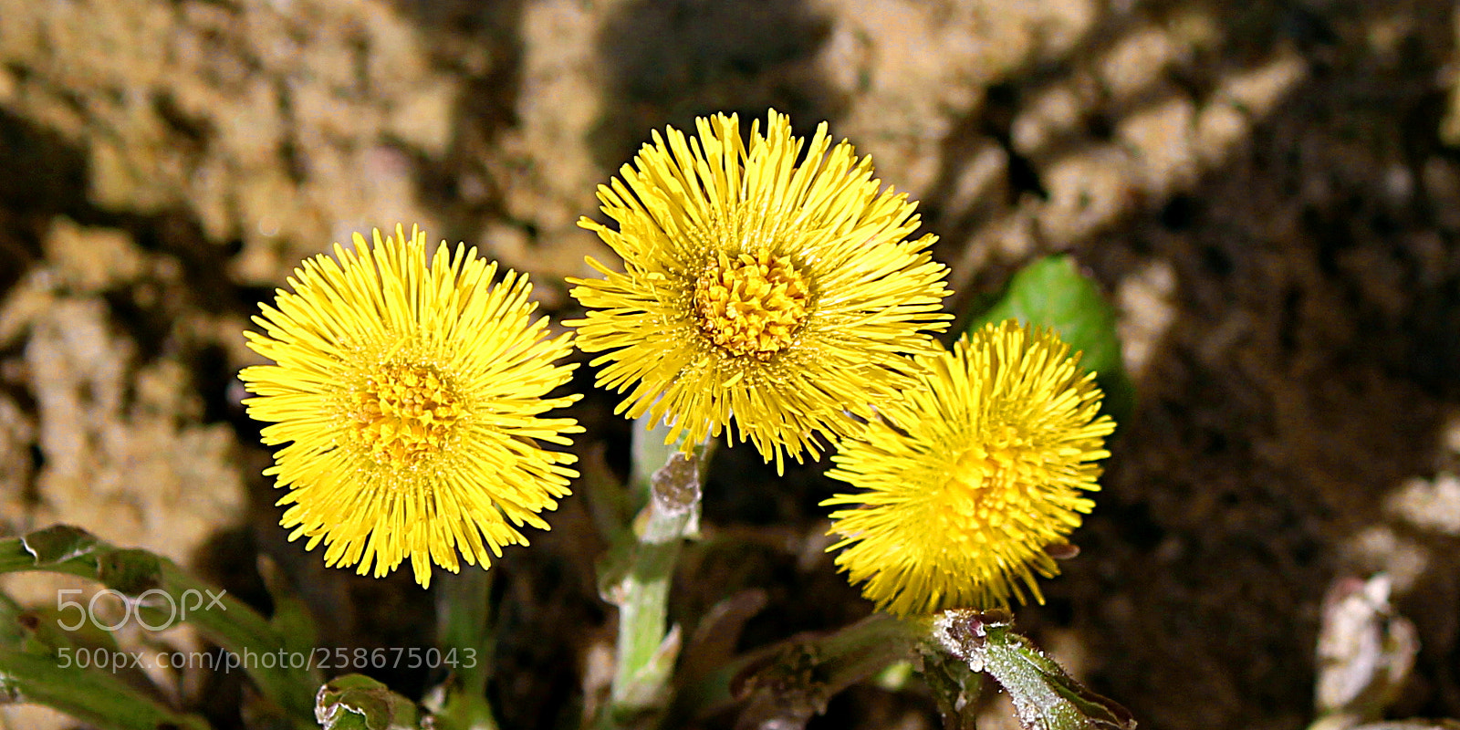 Canon EOS 1300D (EOS Rebel T6 / EOS Kiss X80) sample photo. Flower heads of coltsfoot photography