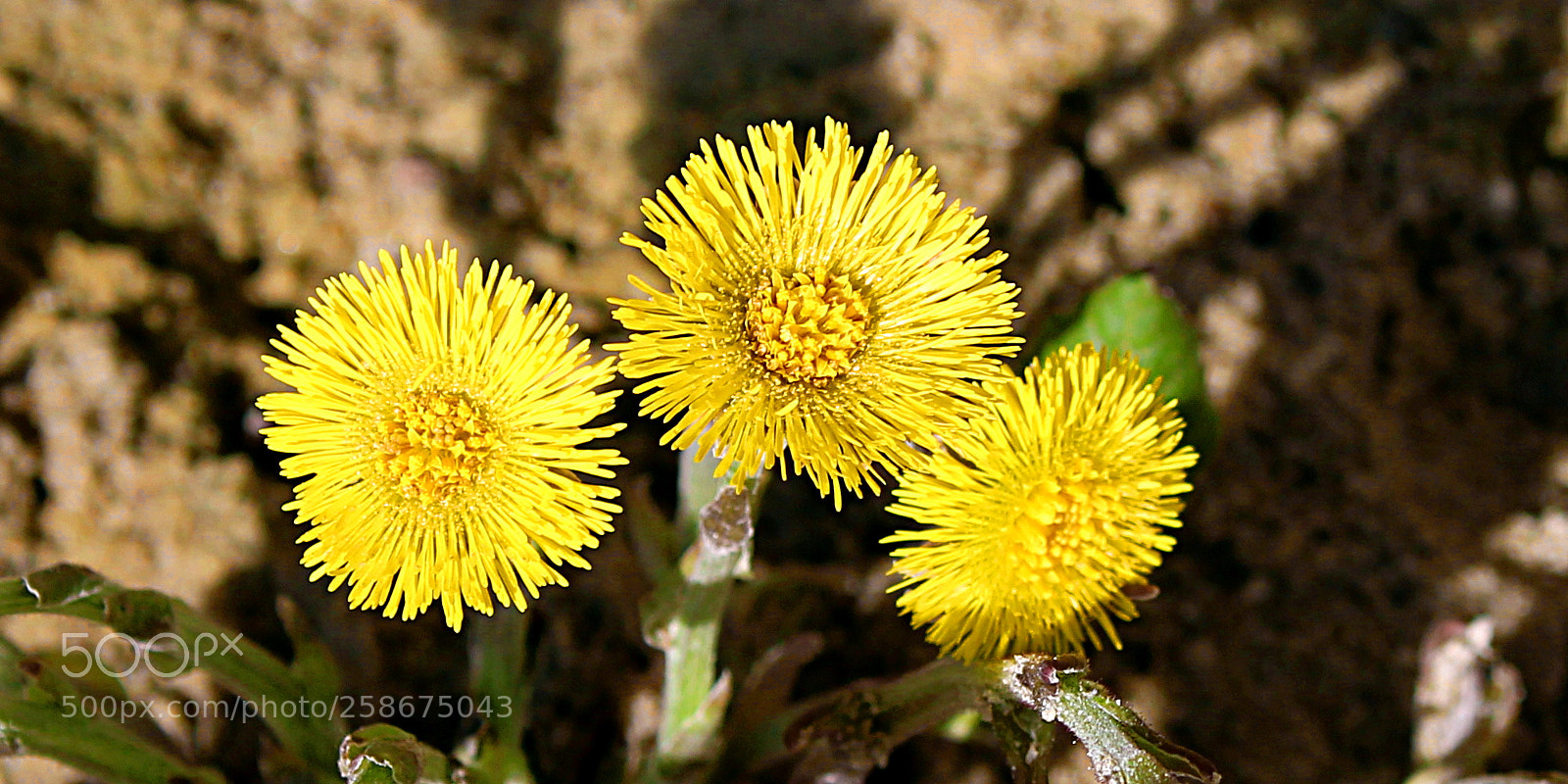 Canon EOS 1300D (EOS Rebel T6 / EOS Kiss X80) + Canon EF-S 18-55mm F3.5-5.6 III sample photo. Flower heads of coltsfoot photography