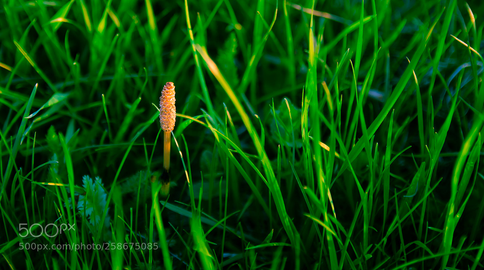 Nikon D7000 sample photo. Grass photography