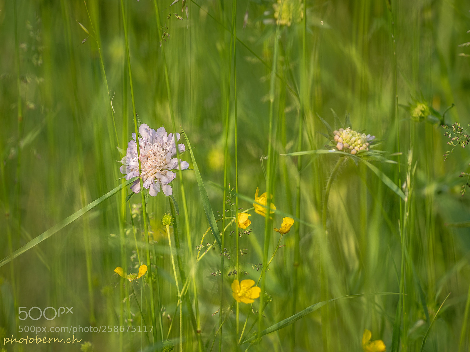 Olympus OM-D E-M1 Mark II sample photo. Im garten photography