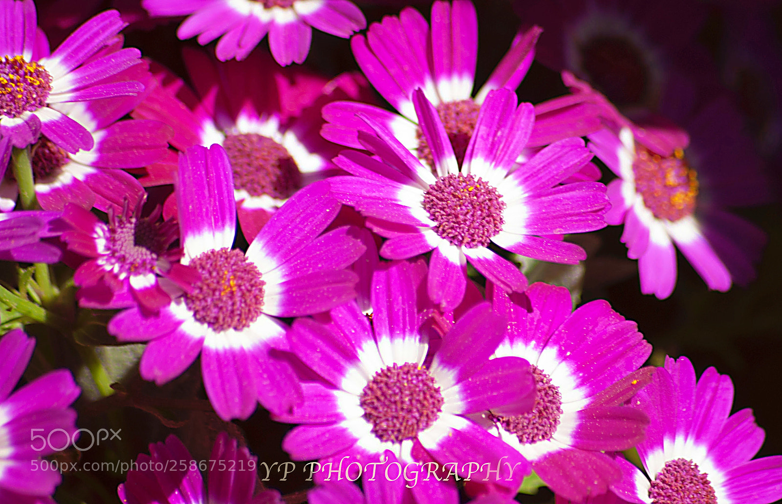 Nikon D200 sample photo. Ypf photography