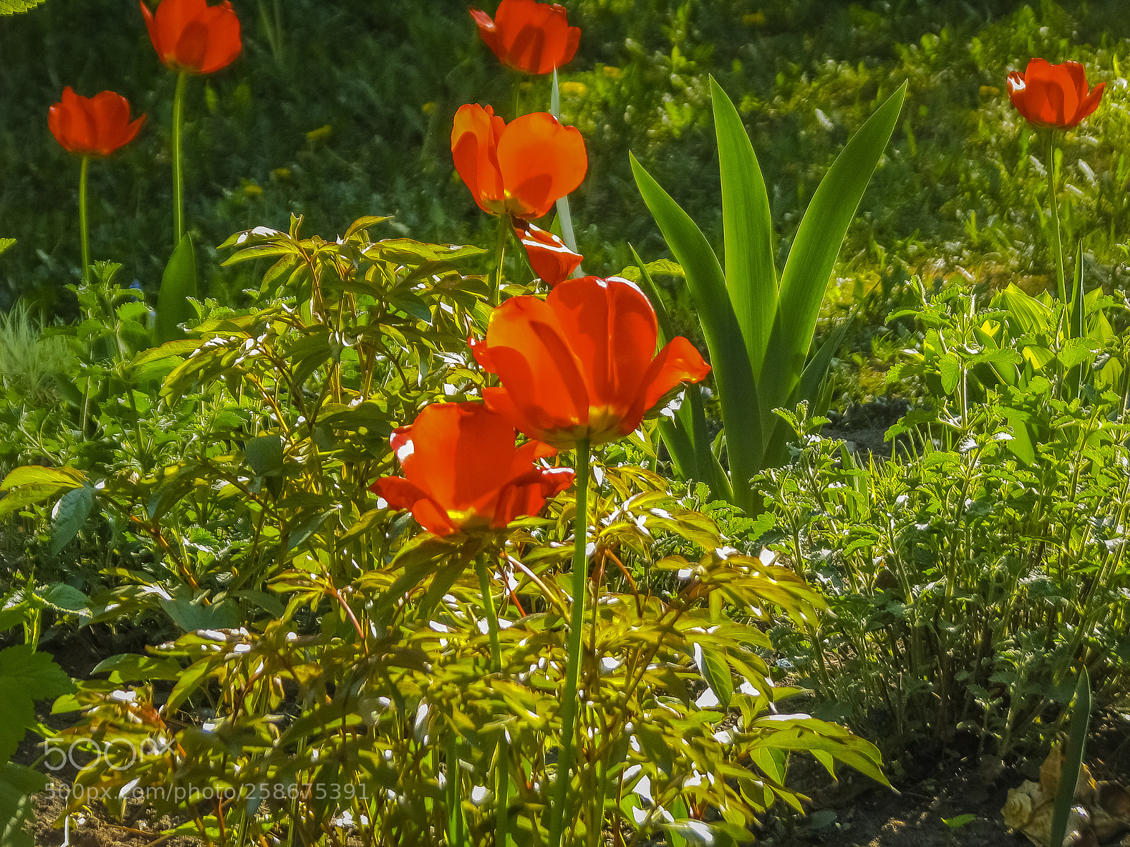 Canon POWERSHOT S5 IS sample photo. тюльпаны на цветочной полянке! photography