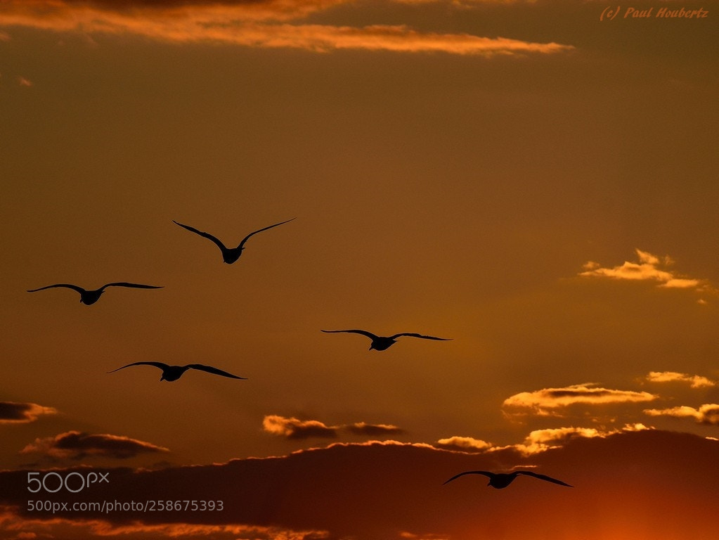 Nikon D7000 sample photo. Seagulls photography