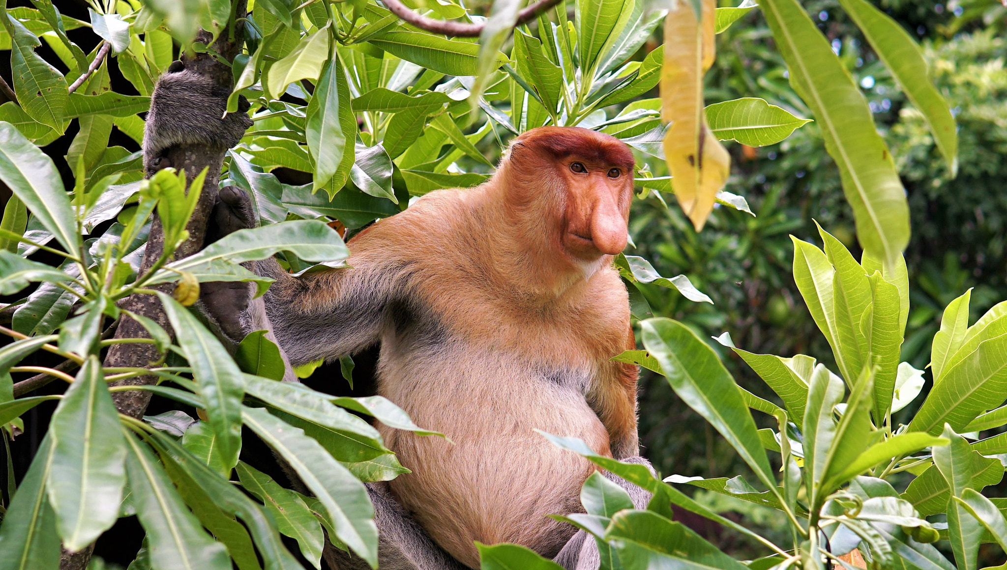 Sony a6300 + Sigma 30mm F1.4 DC DN | C sample photo. Longnose monkey in borneo photography