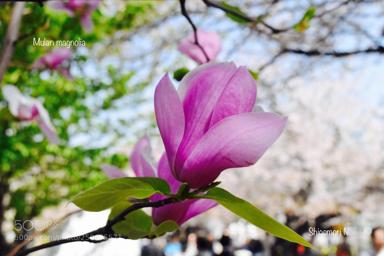 Nikon D5500 sample photo. 　flower photography
