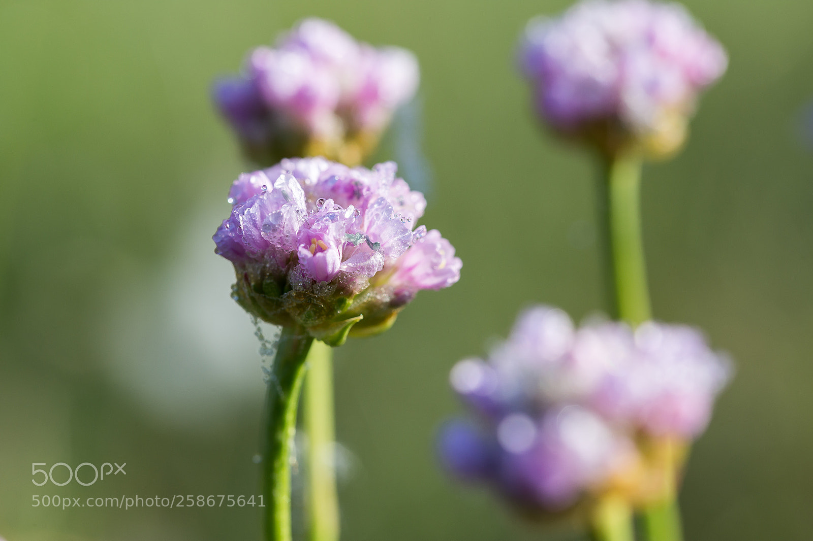 Canon EOS 6D sample photo. Armeria maritima photography