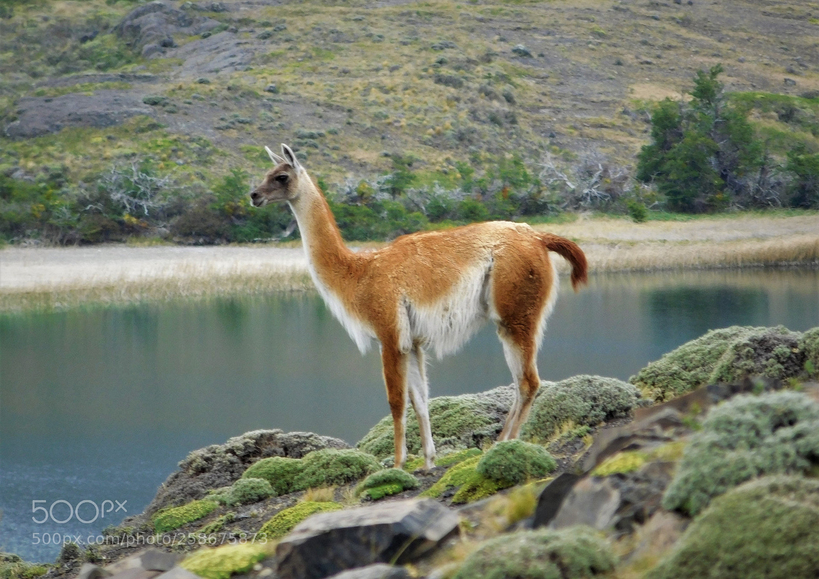 Nikon Coolpix L840 sample photo. Guanaco at nordenskj ld photography