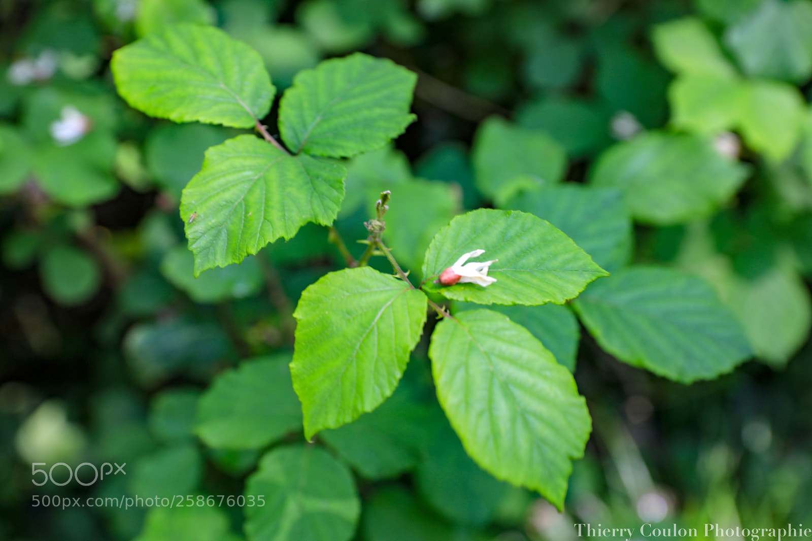 Canon EOS 5D Mark IV sample photo. M’appartiens tu vraiment photography