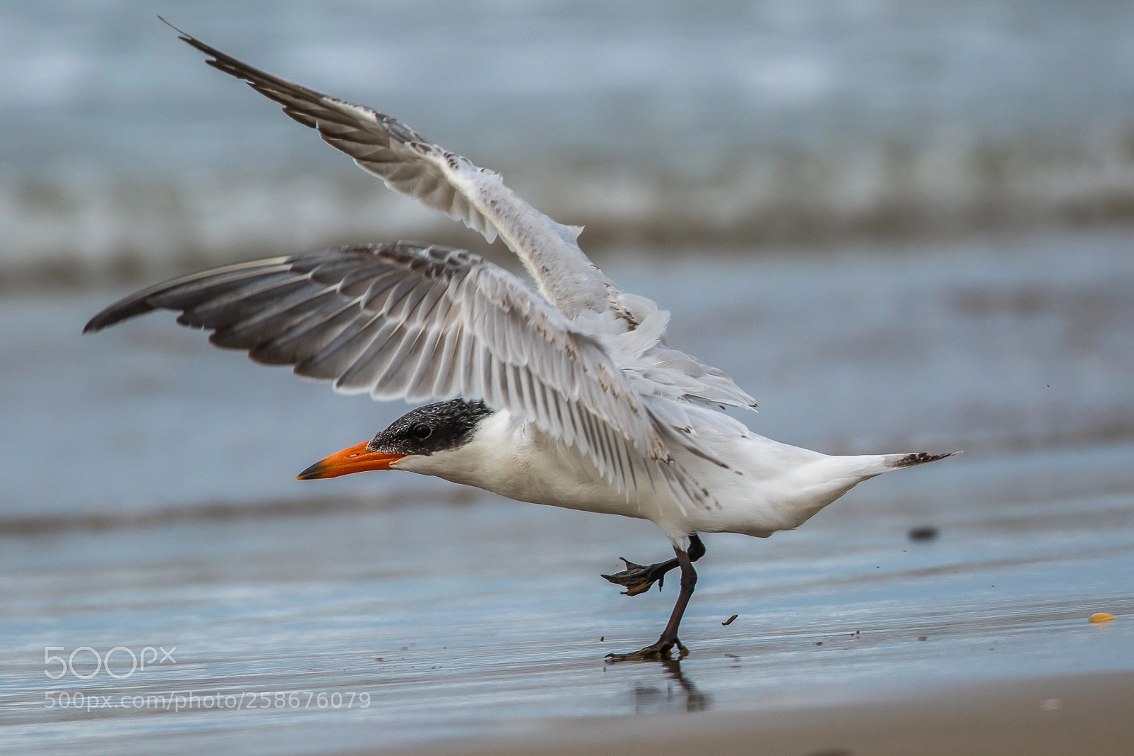 Canon EOS 7D Mark II sample photo. Flying!!!!!(caspian tern) photography