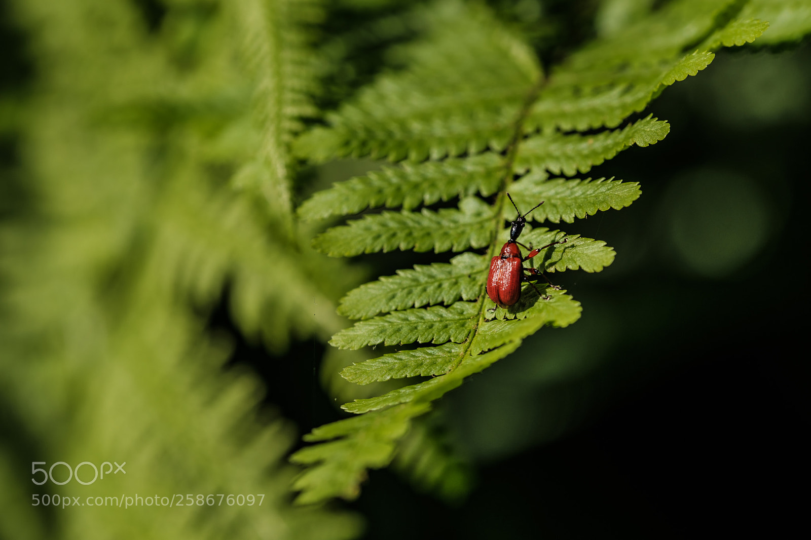 Fujifilm X-Pro2 sample photo. Ride on a fern ... photography