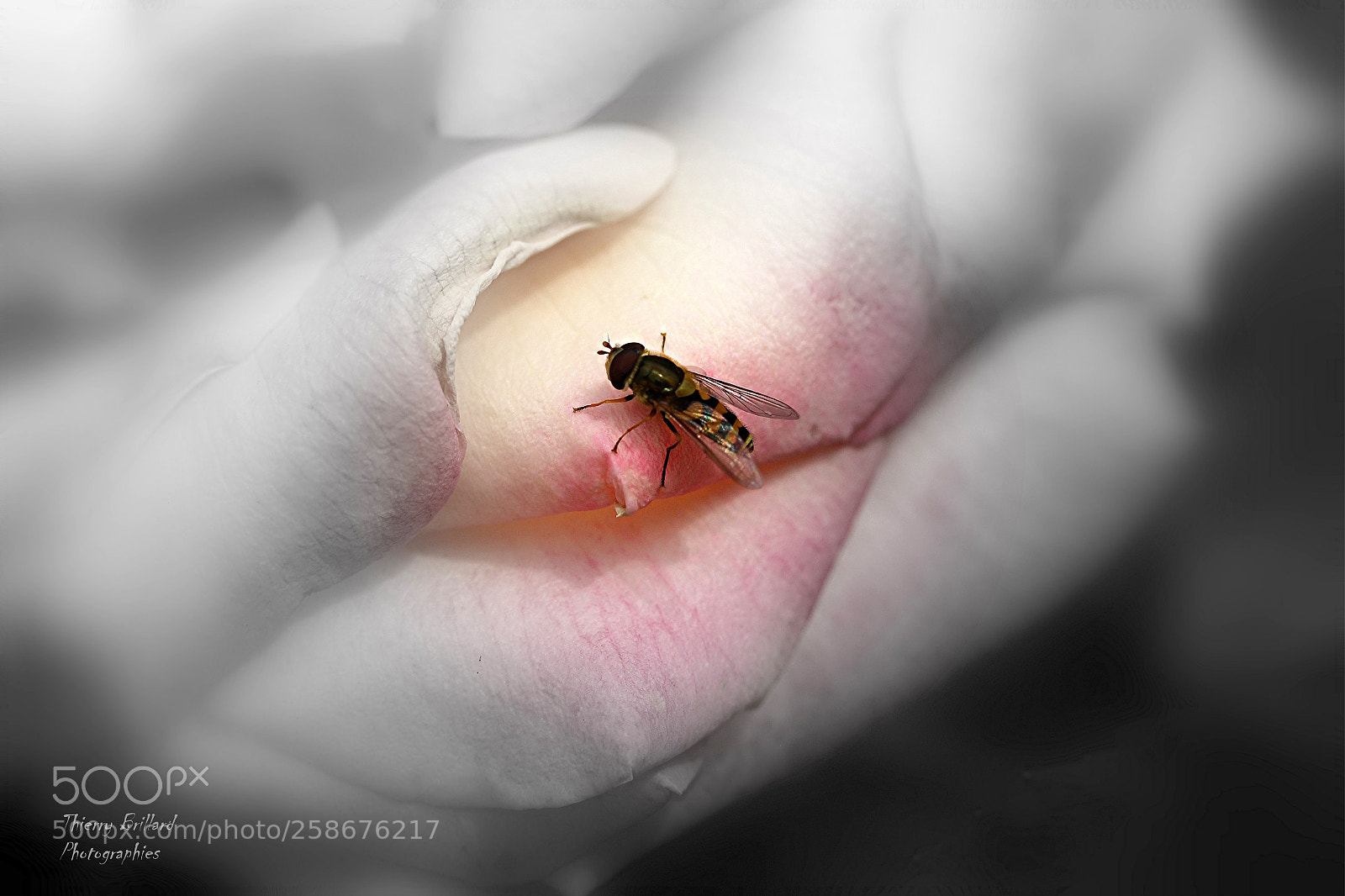 Canon EOS 600D (Rebel EOS T3i / EOS Kiss X5) sample photo. Insecte sur une rose photography