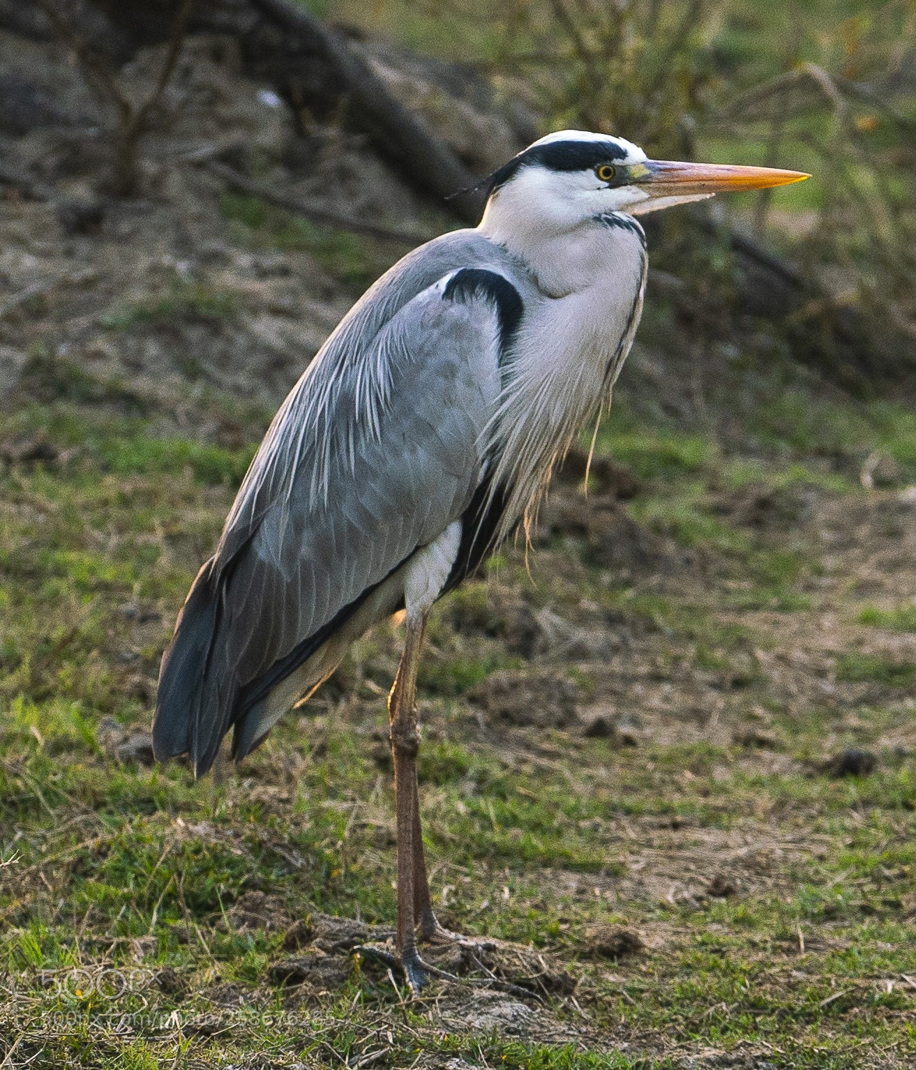 Sony a7R II sample photo. Grey heron photography