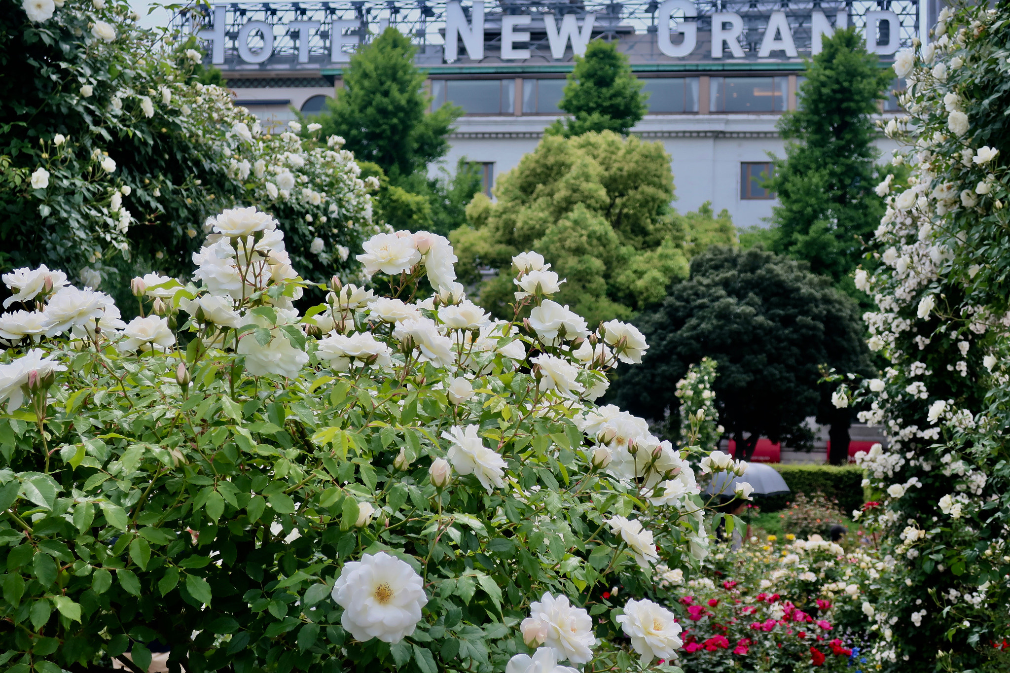 Canon PowerShot G9 X Mark II sample photo. Rose garden in yokohama, japan photography