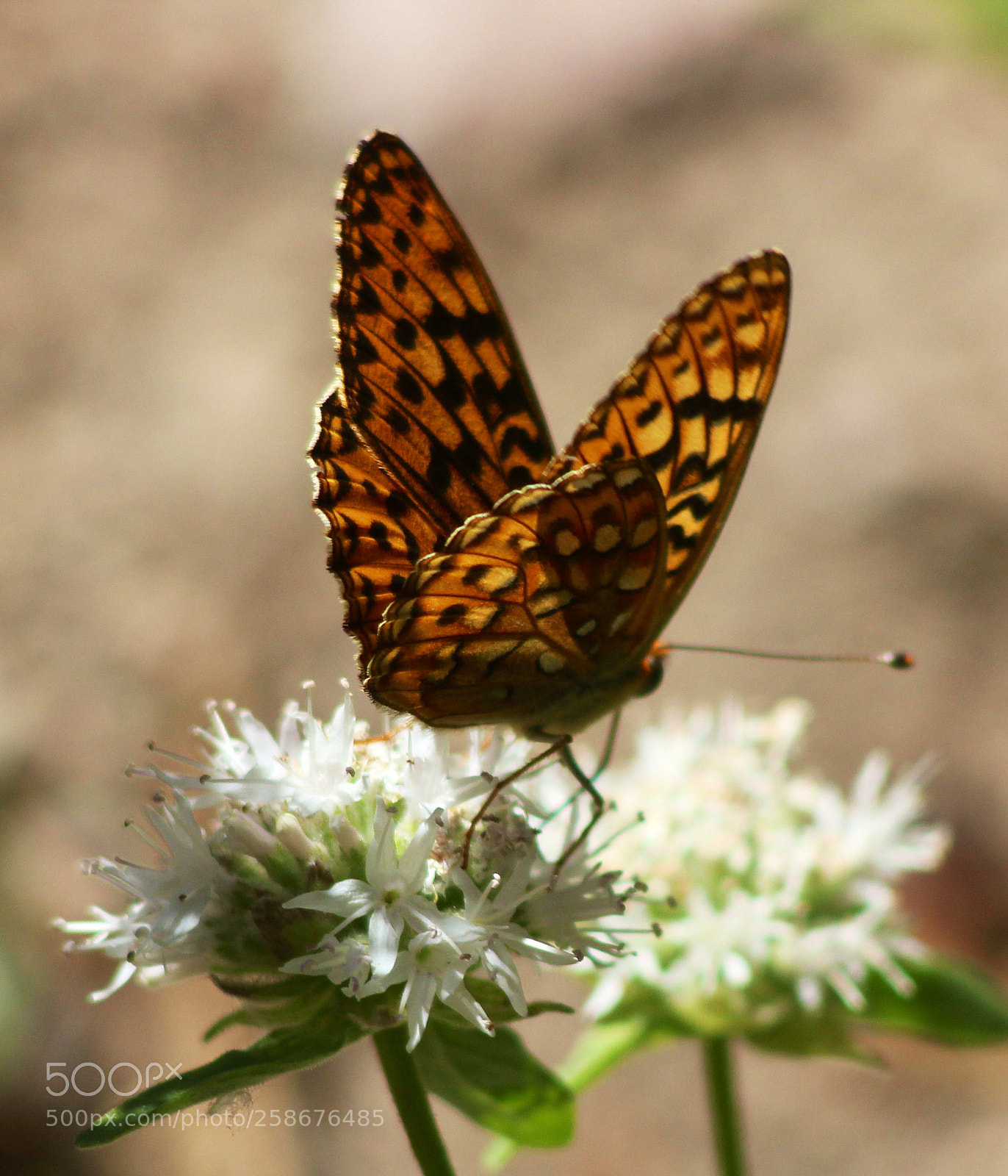 Canon EOS 550D (EOS Rebel T2i / EOS Kiss X4) sample photo. Photo לפנה״צ photography