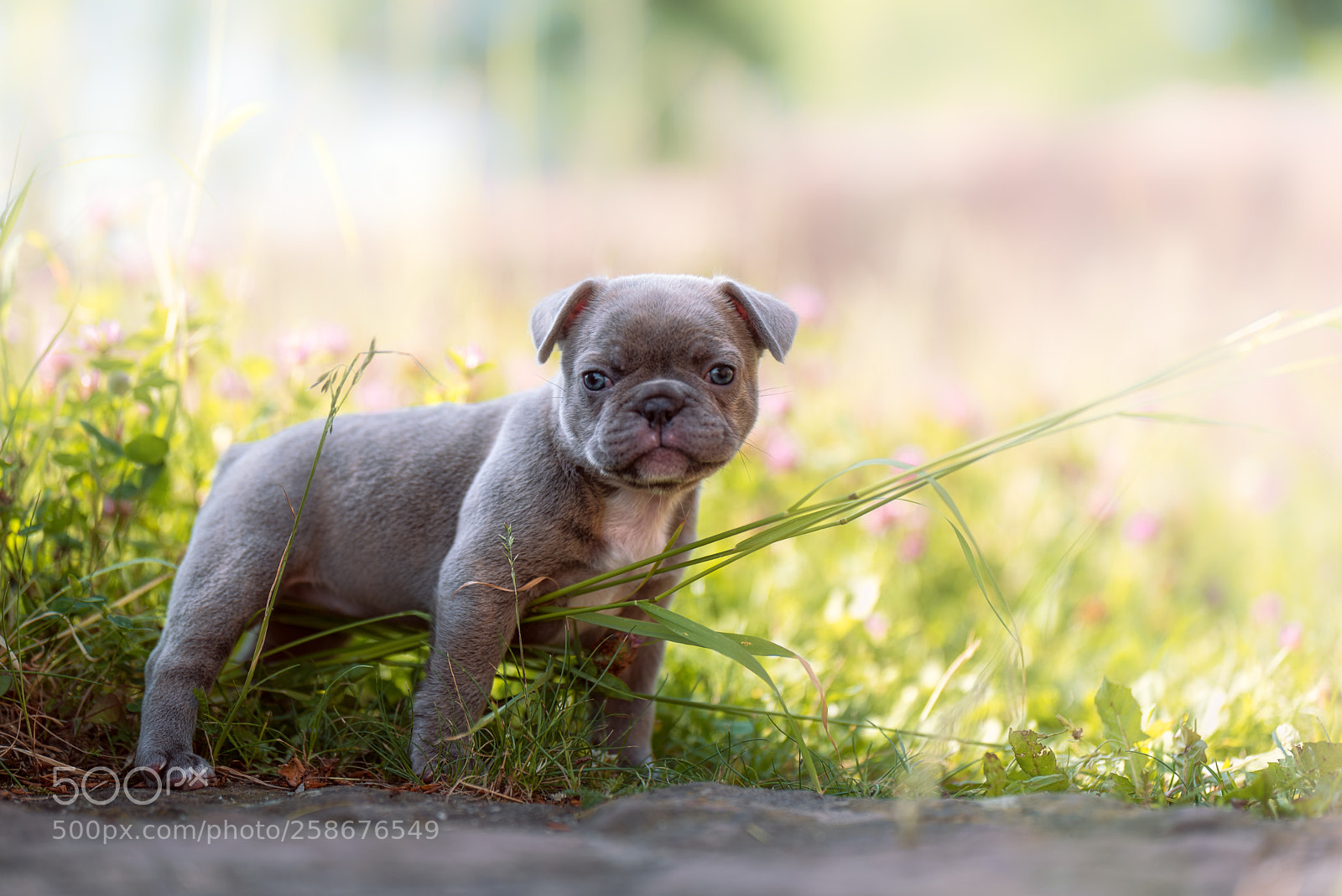 Nikon D750 sample photo. Small jungle photography
