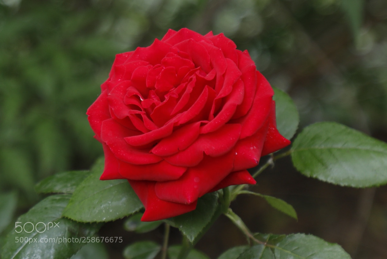 Canon EOS 5D Mark IV sample photo. Rosa chinensis jacq. photography