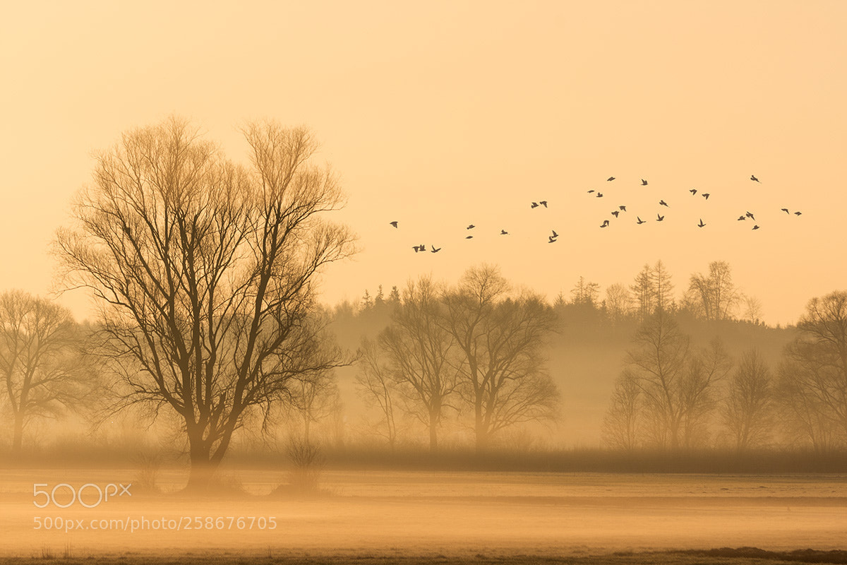 Nikon D7200 sample photo. Morning mist photography