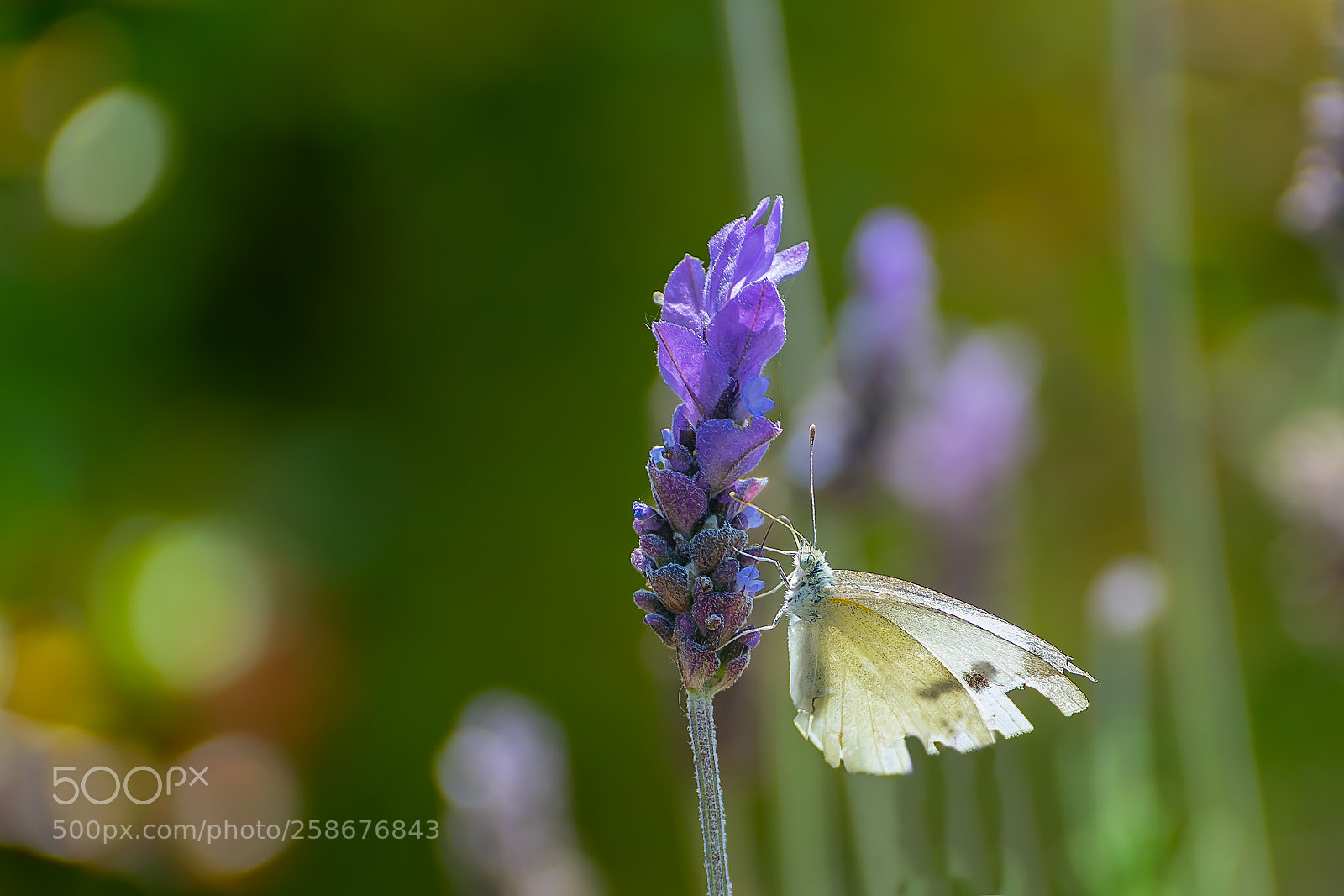 Nikon D5300 sample photo. Butterfly in the flower photography