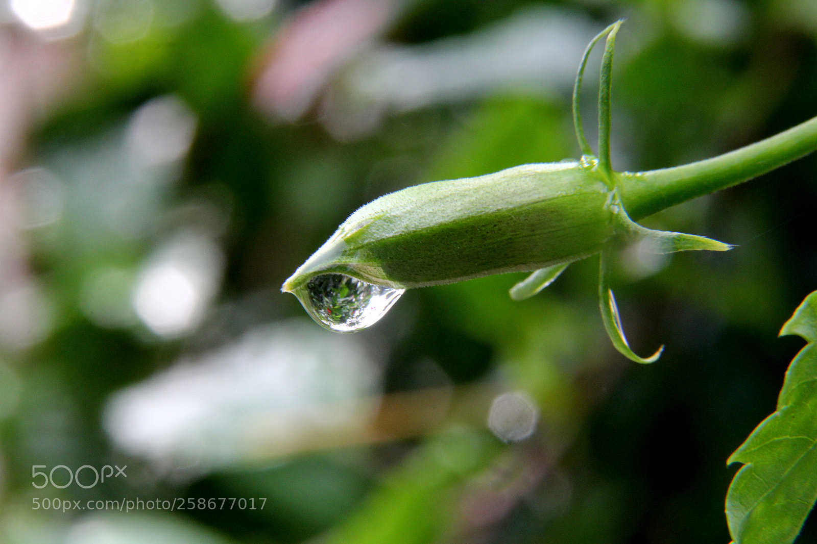 Canon EOS 60D sample photo. Rain wet flower bud photography